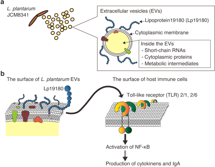 Characterization and temporal dynamics of the intra- and extracellular  environments of Lactiplantibacillus plantarum using multi-platform  metabolomics - ScienceDirect