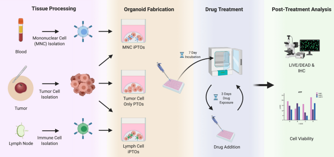 Application of immune enhanced organoids in modeling personalized Merkel cell carcinoma research | Scientific Reports