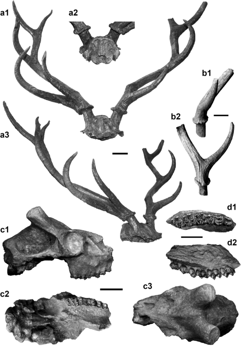 What Causes atypical or Non-Typical Antler Growth in Elk and Deer? (Ask  the Biologist) - Colorado Outdoors Online