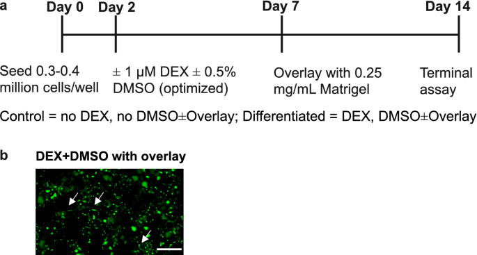 A novel differentiated huh-7 cell model to examine bile acid metabolism, transport and cholestatic hepatotoxicity