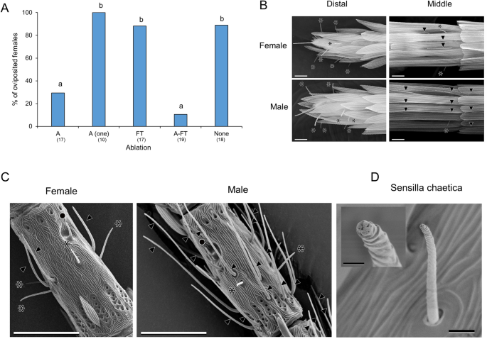 Oviposition stimulants underlying different preferences between host races in the leaf-mining moth Acrocercops transecta (Lepidoptera: Gracillariidae) | Scientific Reports - Nature.com