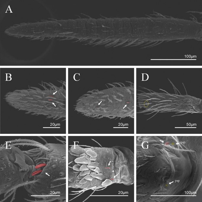 Neotropical Cyphoderus (Collembola: Paronellidae), with Comments