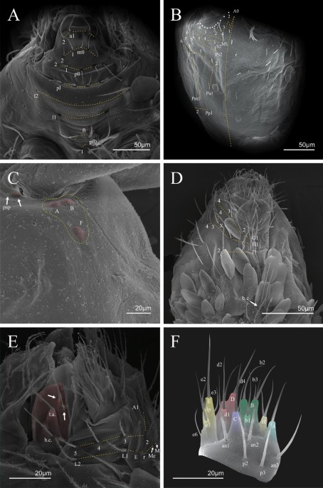 Hotspot in ferruginous rock may have serious implications in Brazilian  conservation policy