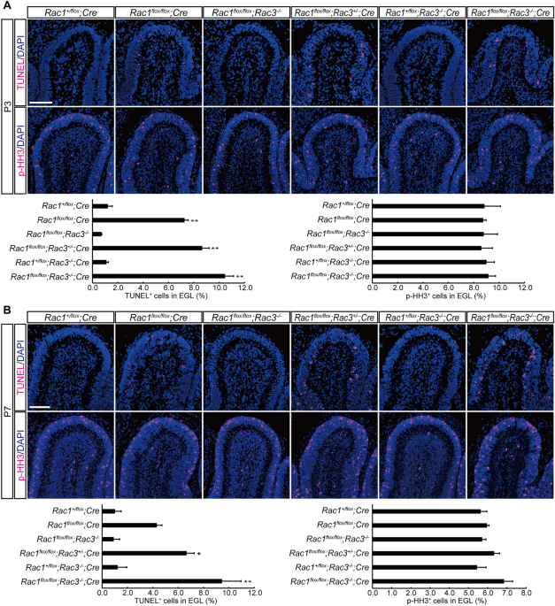 Rac1 Regulates Neuronal Polarization through the WAVE Complex