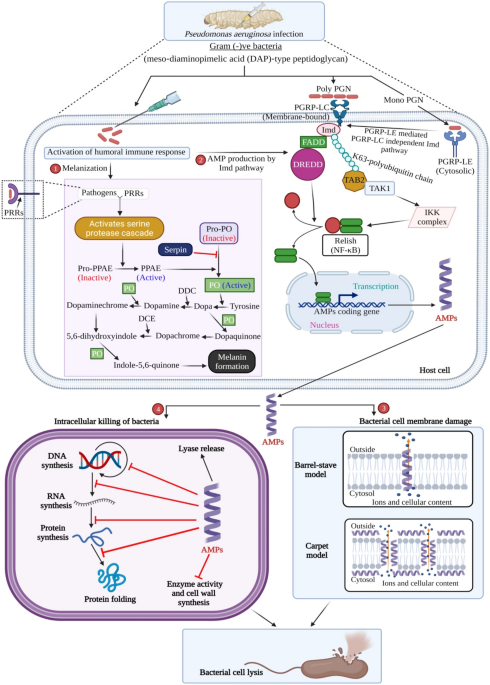 Antimicrobial potential of a ponericin-like peptide isolated from Bombyx mori L. hemolymph in response to Pseudomonas aeruginosa infection | Scientific Reports - Nature.com