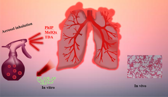 In vitro and in vivo low-dose exposure of simulated cooking oil fumes to  assess adverse biological effects