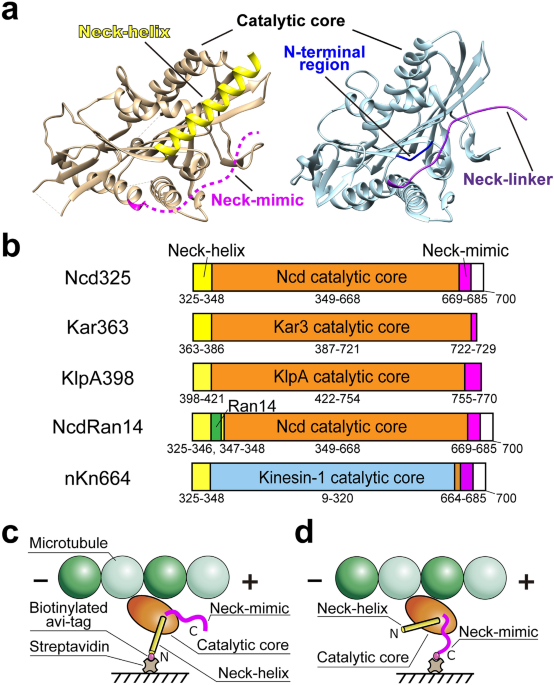 Anchoring geometry is a significant factor in determining the direction of kinesin-14 motility on microtubules | Scientific Reports - Nature.com