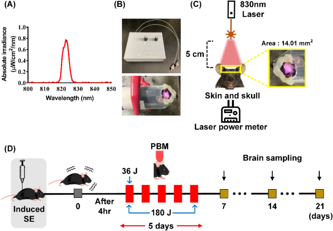 Photobiomodulation regulates adult neurogenesis in the hippocampus 