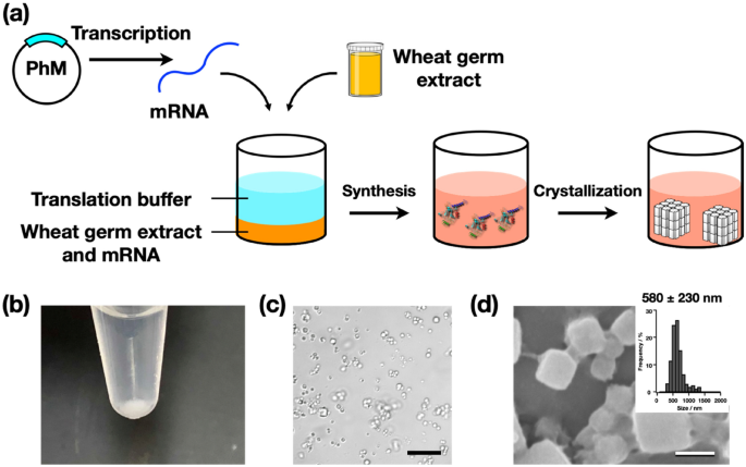 Cell-free protein crystallization for nanocrystal structure determination | Scientific Reports