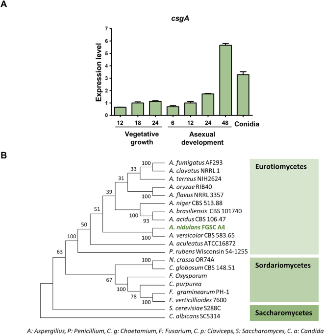 The function of a conidia specific transcription factor CsgA in Aspergillus nidulans | Scientific Reports