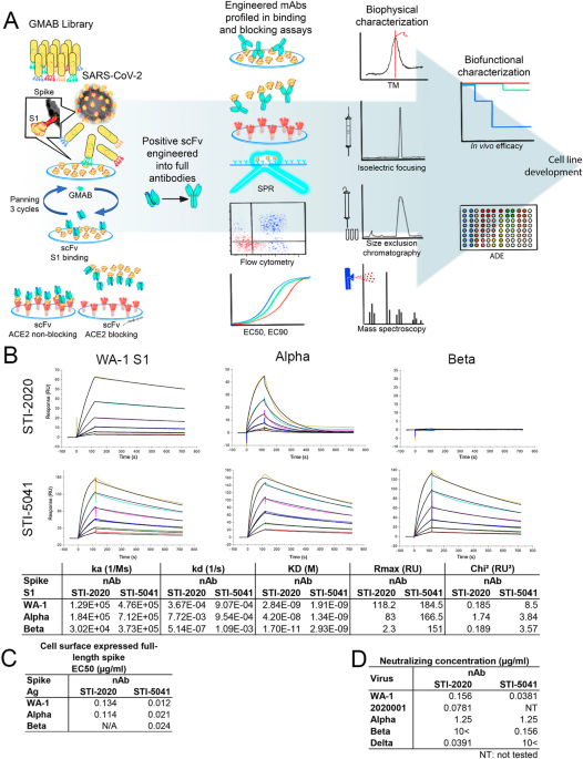 Unbiased approach to identify and assess efficacy of human sars-cov-2 neutralizing antibodies