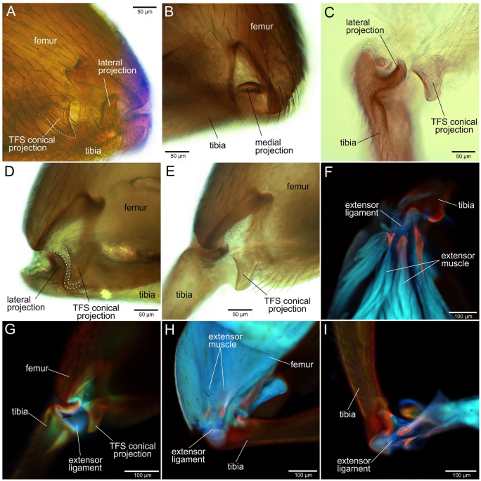 Bulletin. ed spur of the hind tibia rather short and broad