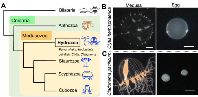 siRNA-mediated gene knockdown via electroporation in hydrozoan jellyfish embryos | Scientific Reports