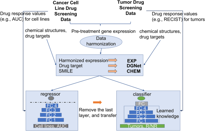 Molecular pathways enhance drug response prediction using transfer 