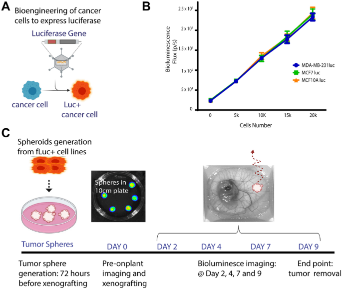 Longitudinal bioluminescence imaging to monitor breast tumor growth and treatment response using the chick chorioallantoic membrane model | Scientific Reports
