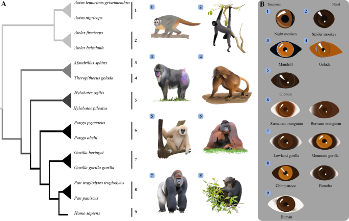 Primate  Definition, Species, Characteristics, Classification