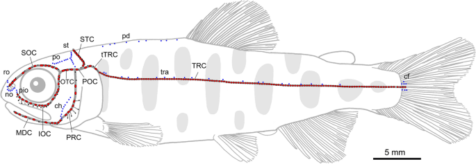 Domestication of captive-bred masu salmon Oncorhynchus masou masou  (Salmonidae) leads to a significant decrease in numbers of lateral line  organs