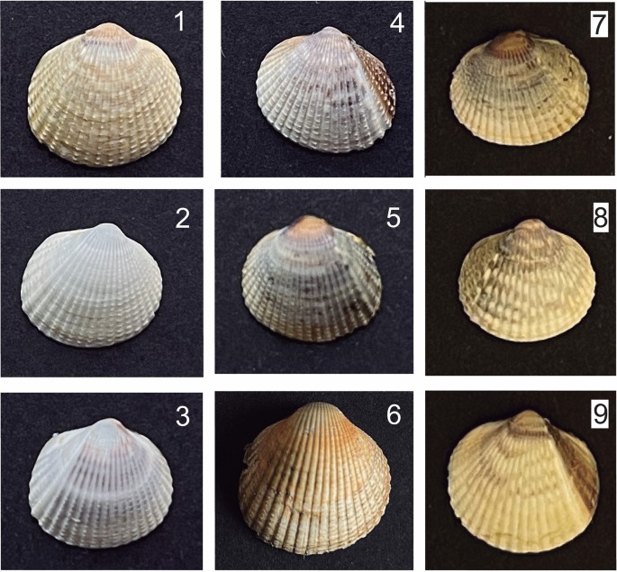 The first high-density genetic map of common cockle (Cerastoderma edule) reveals a major QTL controlling shell color variation | Scientific Reports
