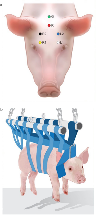 Description of electroencephalographic data gathered using water-based medium-expansion foam as a depopulation method for nursery pigs | Scientific Reports - Nature.com
