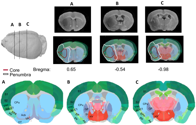 Deep learning-based segmentation of the thorax in mouse micro-CT scans