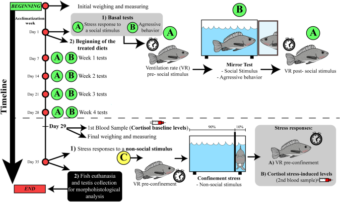 Cannabidiol improves Nile tilapia cichlid fish welfare