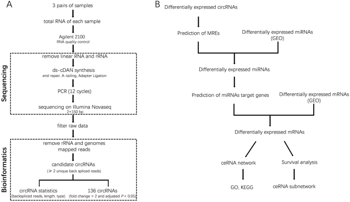 CircRNA expression profiles of breast cancer and construction of a  circRNA-miRNA-mRNA network