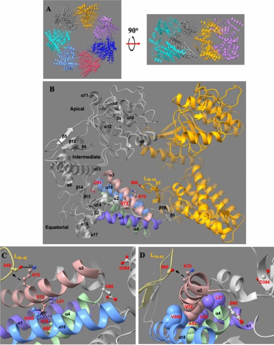 Hereditary spastic paraplegia SPG13 mutation increases structural 