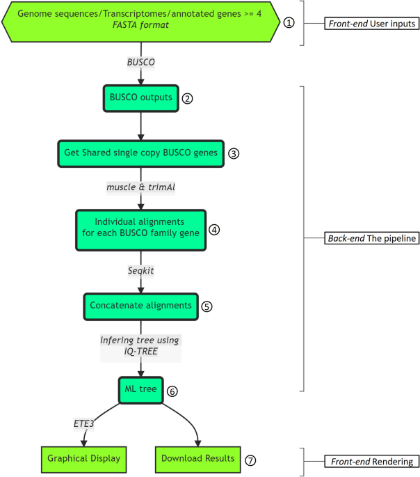 BuscoPhylo: a webserver for Busco-based phylogenomic analysis for non-specialists | Scientific Reports