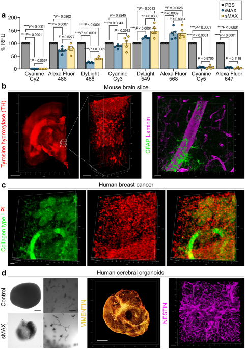 https://media.springernature.com/m685/springer-static/image/art%3A10.1038%2Fs41598-022-23376-6/MediaObjects/41598_2022_23376_Fig5_HTML.png