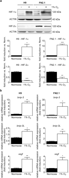 Acute severe hypoxia induces apoptosis of human pluripotent stem cells by a HIF-1α and P53 independent mechanism