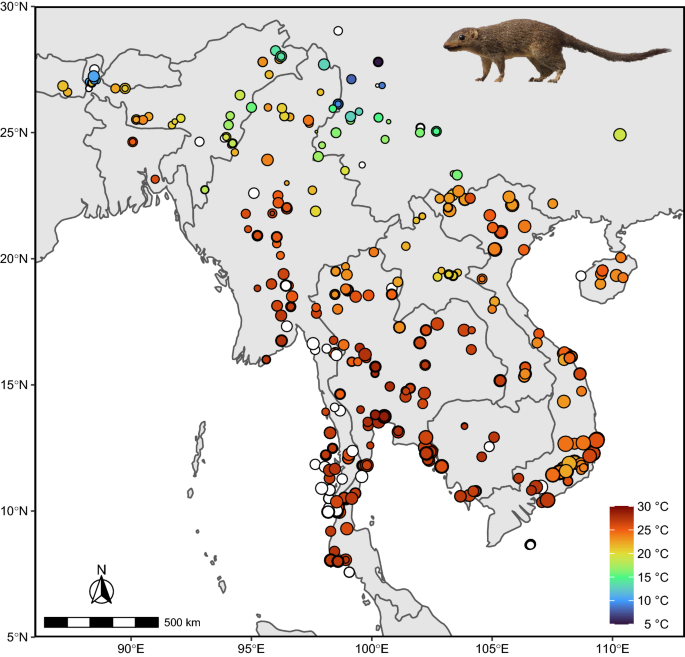 Recent and rapid ecogeographical rule reversals in Northern Treeshrews | Scientific Reports - Nature.com