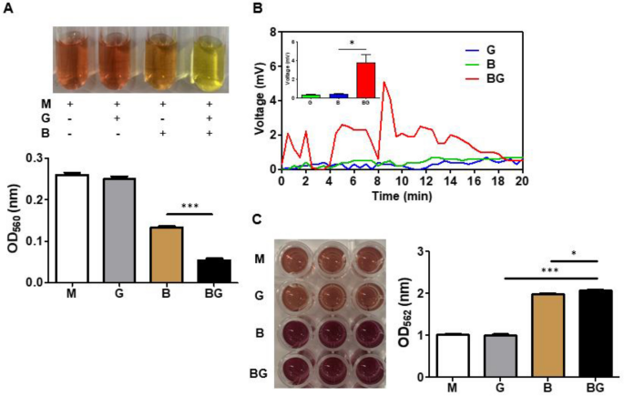 Extracellular electrons transferred from honey probiotic Bacillus circulans inhibits inflammatory acne vulgaris