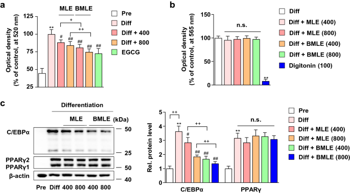 The anti-obesity effect of mulberry leaf (Mori Folium) extracts was increased by bioconversion with Pectinex