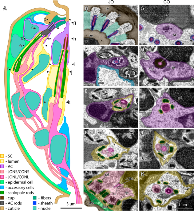 https://media.springernature.com/m685/springer-static/image/art%3A10.1038%2Fs41598-022-24390-4/MediaObjects/41598_2022_24390_Fig1_HTML.png