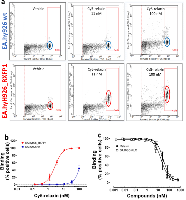 Characterization of a new potent and long-lasting single chain peptide  agonist of RXFP1 in cells and in vivo translational models | Scientific  Reports
