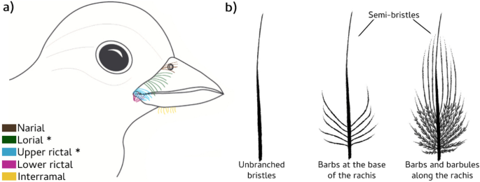 The Evolutionary Origin Of Avian Facial Bristles And The Likely Role Of  Rictal Bristles In Feeding Ecology | Scientific Reports