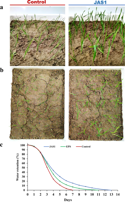 An exopolysaccharide-producing novel Agrobacterium pusense strain JAS1  isolated from snake plant enhances plant growth and soil water retention