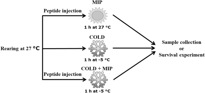 The effect of b-type allatostatin neuropeptides on crosstalk between the insect immune response and cold tolerance