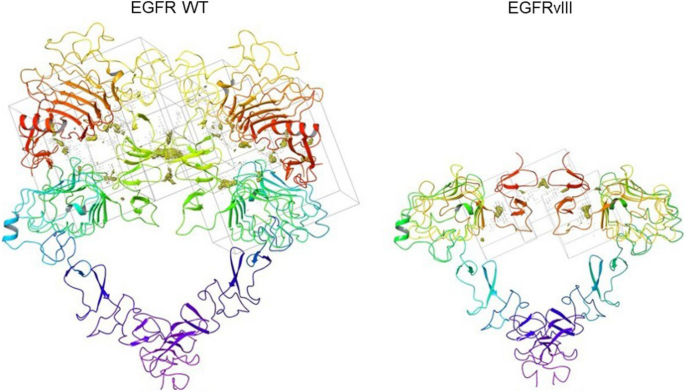 Identification of a novel peptide ligand for the cancer-specific receptor  mutation EGFRvIII using high-throughput sequencing of phage-selected  peptides