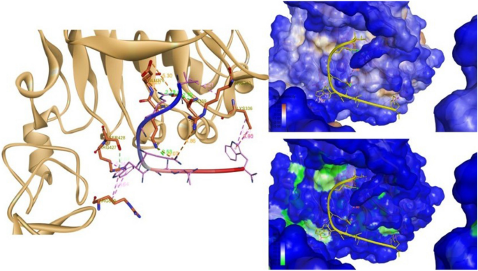 Identification of a novel peptide ligand for the cancer-specific receptor  mutation EGFRvIII using high-throughput sequencing of phage-selected  peptides