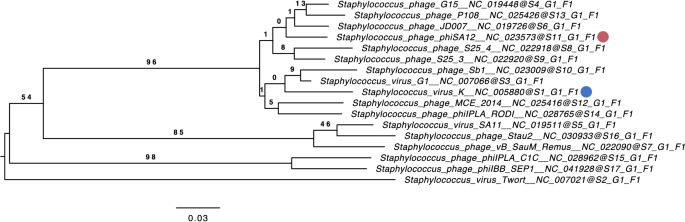 Staphylococcus aureus Slide, w.m.: Science Lab Microbiology Supplies:  : Industrial & Scientific