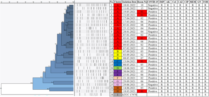The association between Acinetobacter baumannii infections and the COVID-19 pandemic in an intensive care unit | Scientific Reports