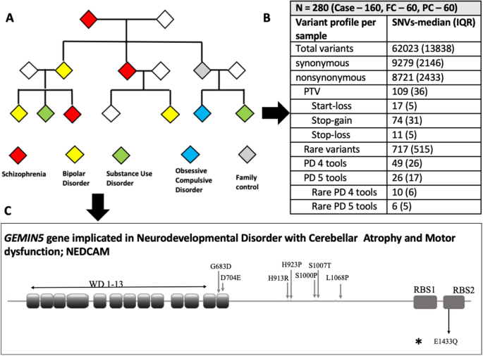 Cureus, Whole-Exome Sequencing Identified a Novel DYRK1A Variant in a  Patient With Intellectual Developmental Disorder, Autosomal Dominant 7