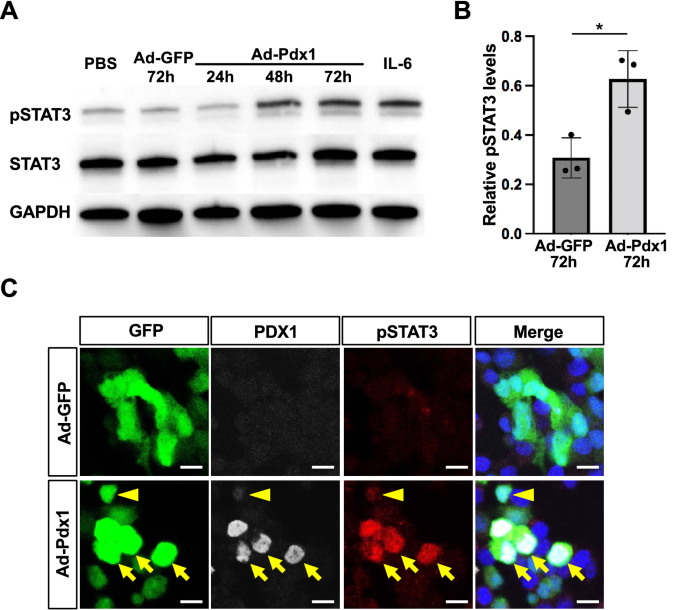 STAT3 suppression and -cell ablation enhance -to- reprogramming mediated by Pdx1 | Scientific Reports STAT3 suppression and -cell ablation enhance -to- reprogramming mediated by Pdx1 | Scientific Reports
