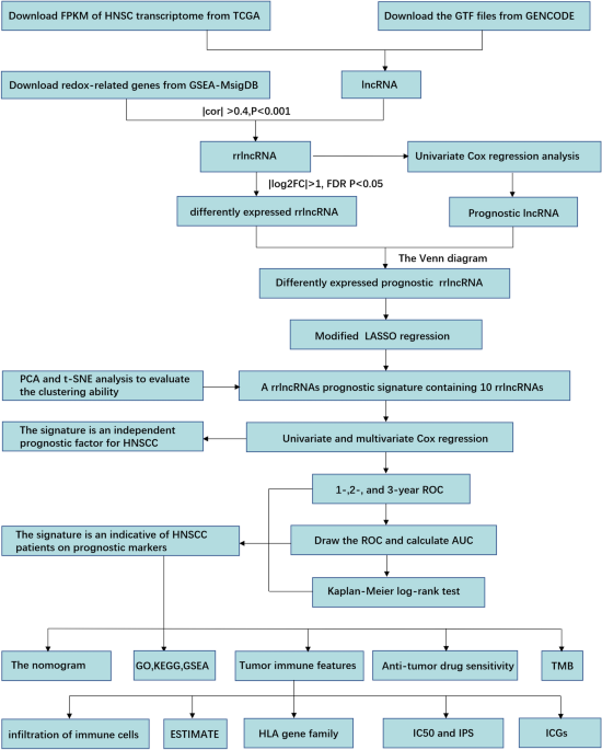 Establishment and validation of a redox-related long non-coding rnas prognostic signature in head and neck squamous cell carcinoma