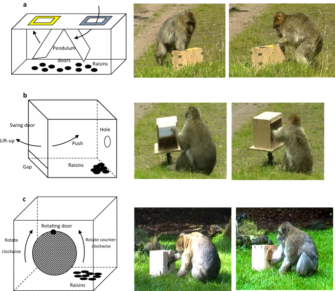 The five experimental positions used in the move-choice task