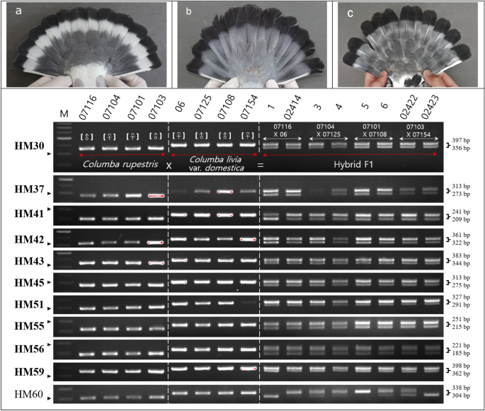 https://media.springernature.com/m685/springer-static/image/art%3A10.1038%2Fs41598-022-27147-1/MediaObjects/41598_2022_27147_Fig1_HTML.png