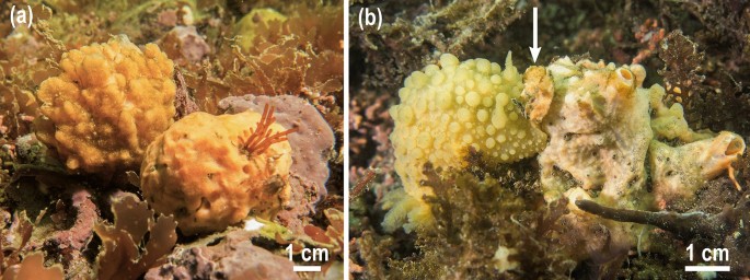 Nudibranch predation boosts sponge silicon cycling