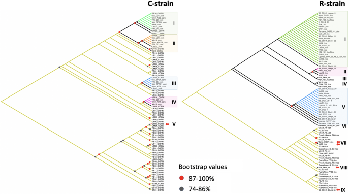 Complex multiple introductions drive fall armyworm invasions into ... - Nature.com