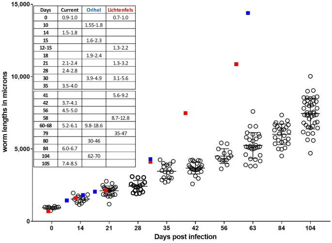 A rodent model for Dirofilaria immitis canine heartworm parasite  